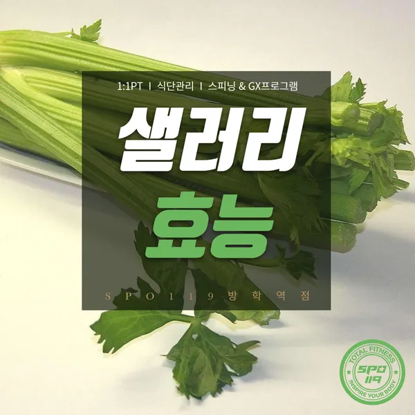 샐러리 효능 알고 먹는법 잎 생으로 손질법 요리_7