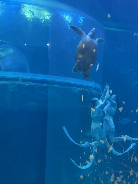 여수아쿠아플라넷-인어공주거북이공연