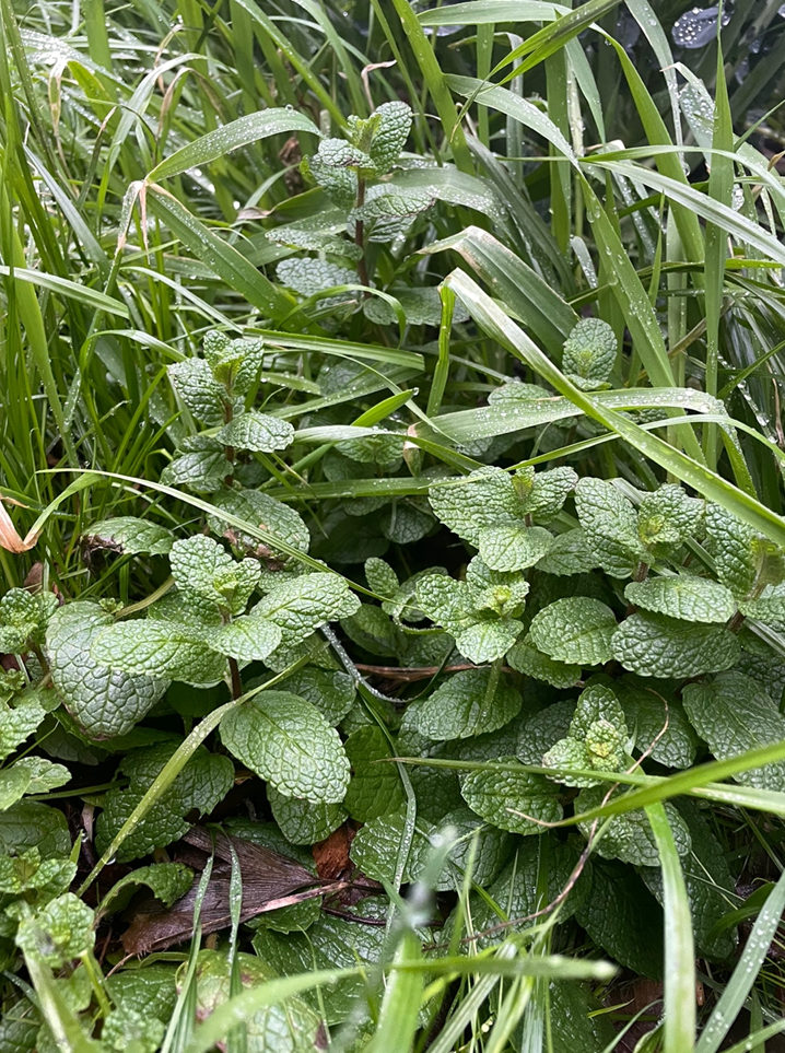 텃밭 풀들속에 있는 애플민트