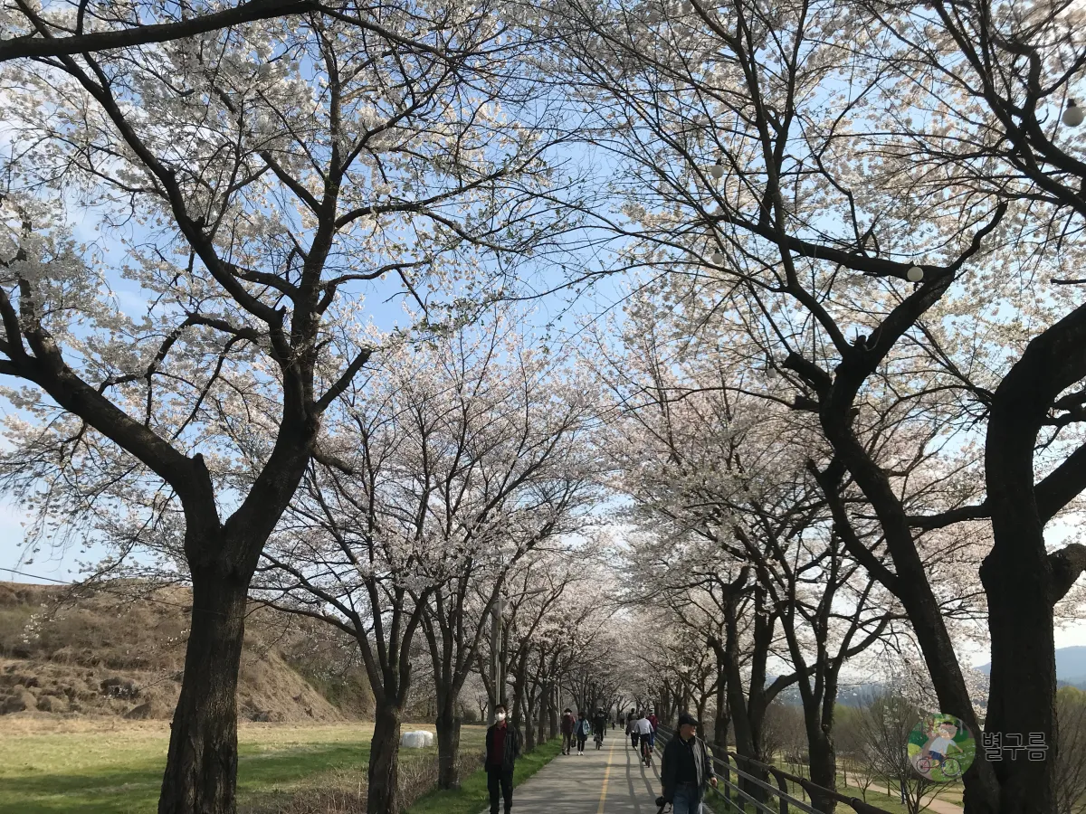갈산공원-벚꽃-산책길-6