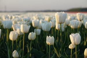 태안 튤립 축제 기간