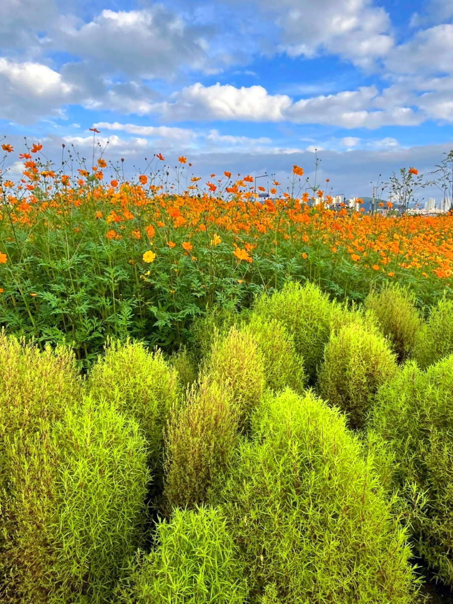 세종시 나성동 코스모스 꽃밭