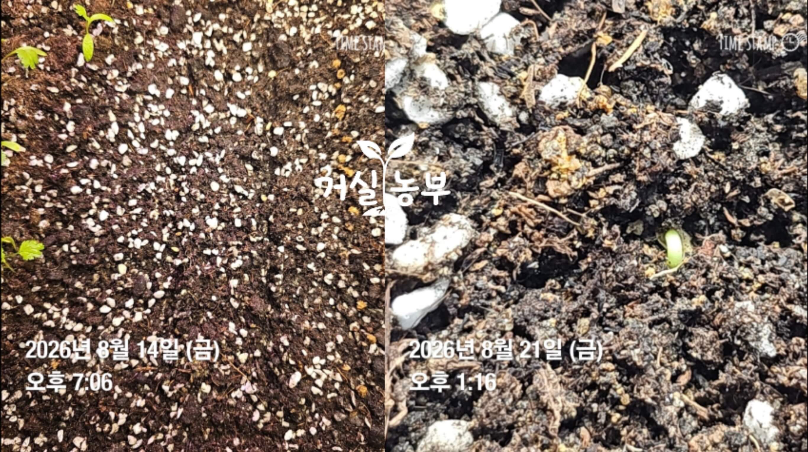 베란다 흙에서 발아해 떡잎을 펼친 고추 새싹