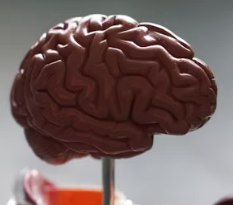 포스파티딜 세린 효능 음식 추천 부작용