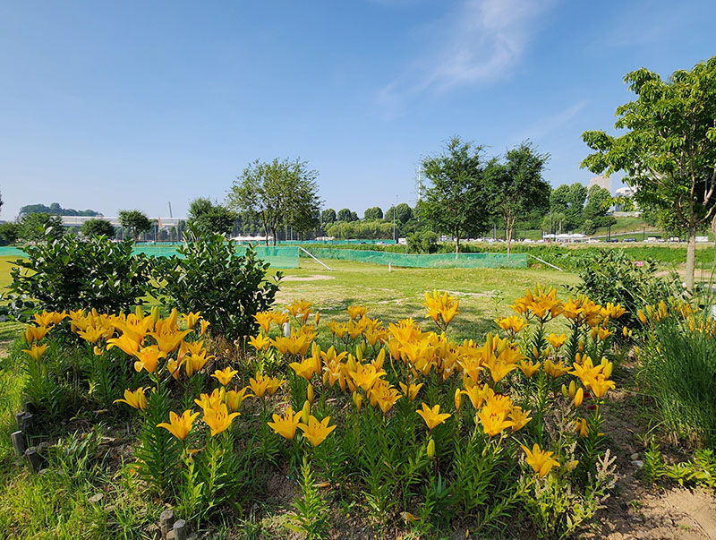 서울 영등포구 양평누리파크골프장 소개