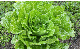 절임배추20kg 몇포기