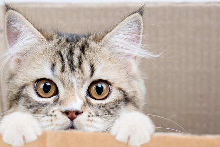 이상을 호소하는 고양이.