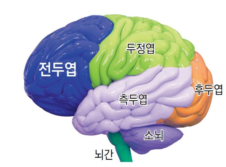 전두엽의 역할