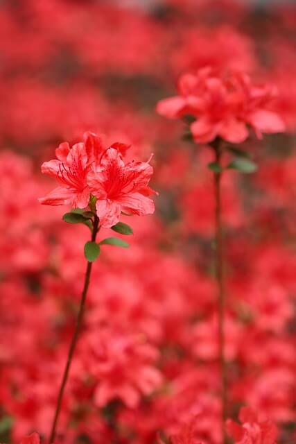 연산홍 묘목 가지치기 키우는 방법 과 철죽(철쭉) 구별법 알아보기