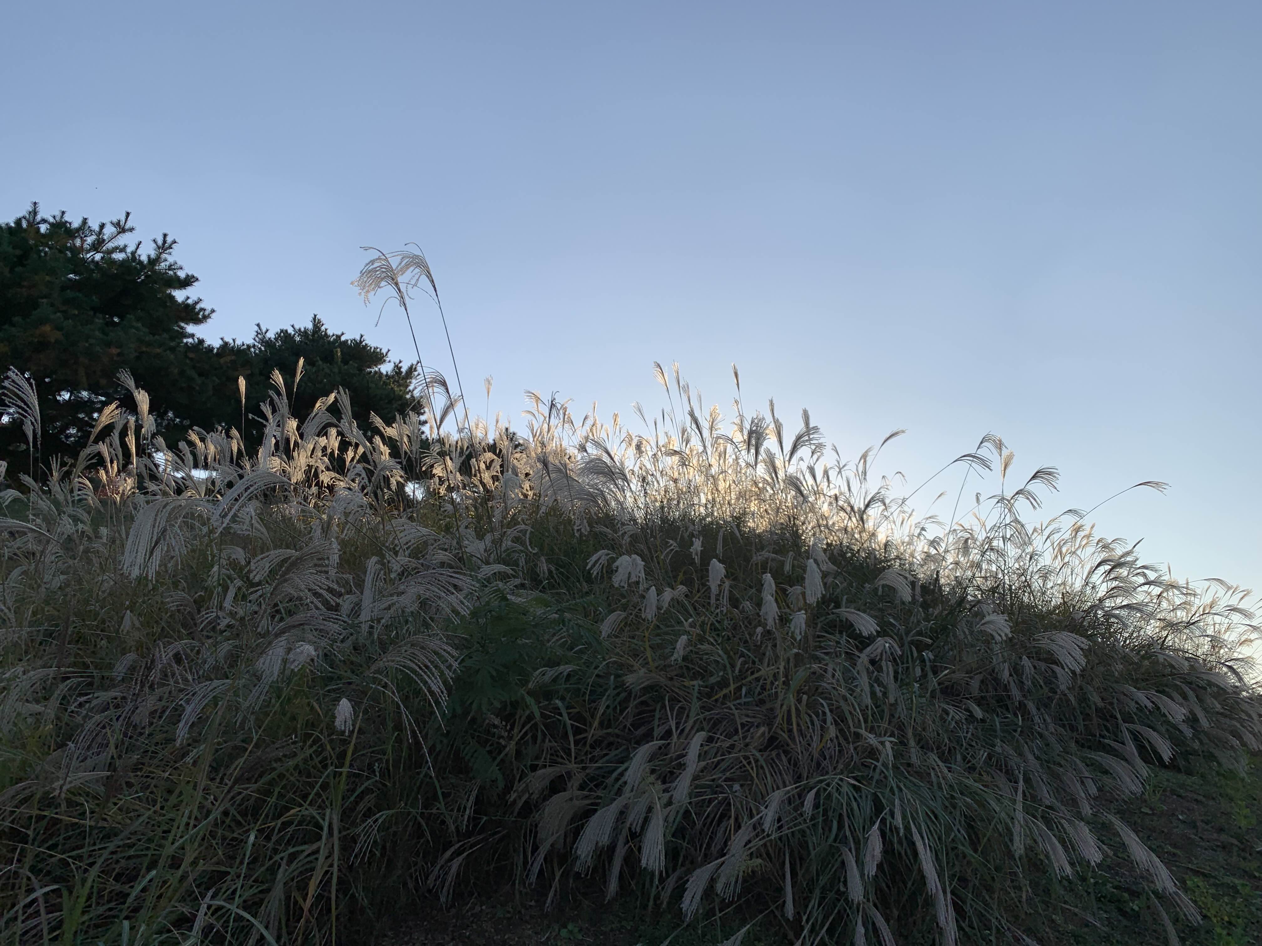 경기도 억새 명소