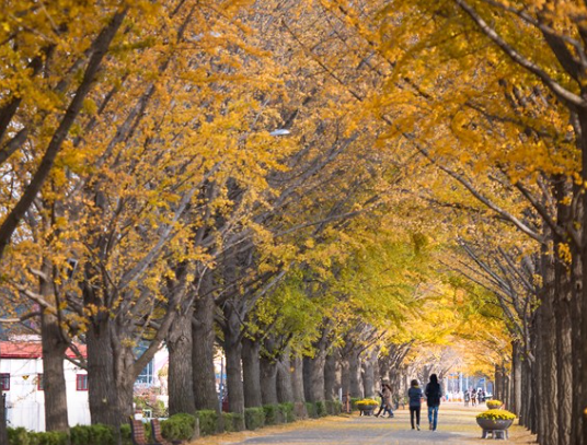 아산 은행나무길 +메타길