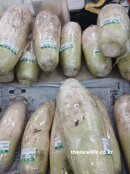 기침과 가래 완화에 탁월한 무즙과 무꿀청을 만들기 위해 진열된 싱싱한 겨울 무 사진