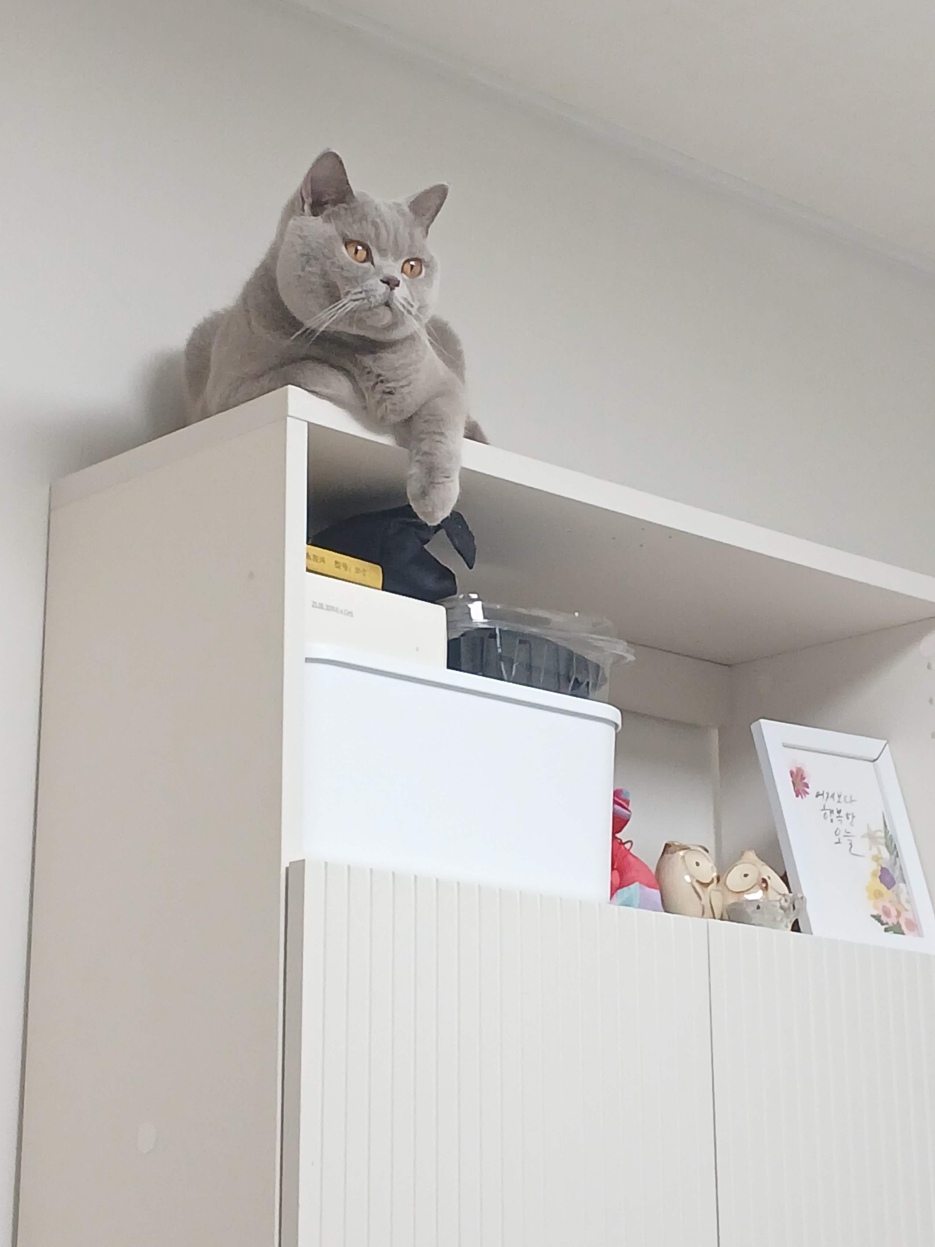 책장에 올라가서 저를 지켜보고 있는 누니