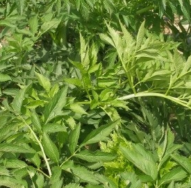 당귀 효능 부작용 뿌리 고르는법