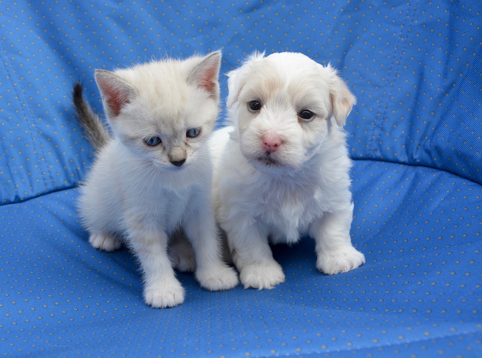 고양이 반려묘 냥냥이 댕댕이집사
