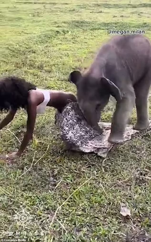 Playful baby elephant rips off model's skirt by clambering over her
