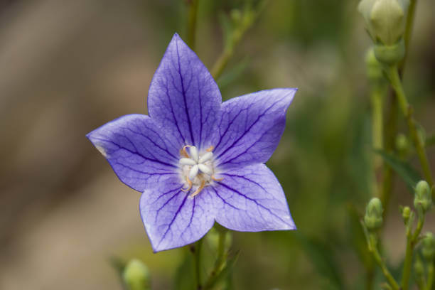 보라색의-예쁜-도라지-꽃