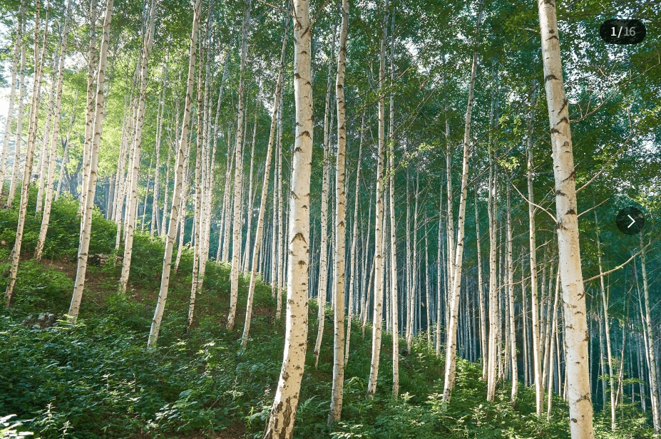 자작나무 숲