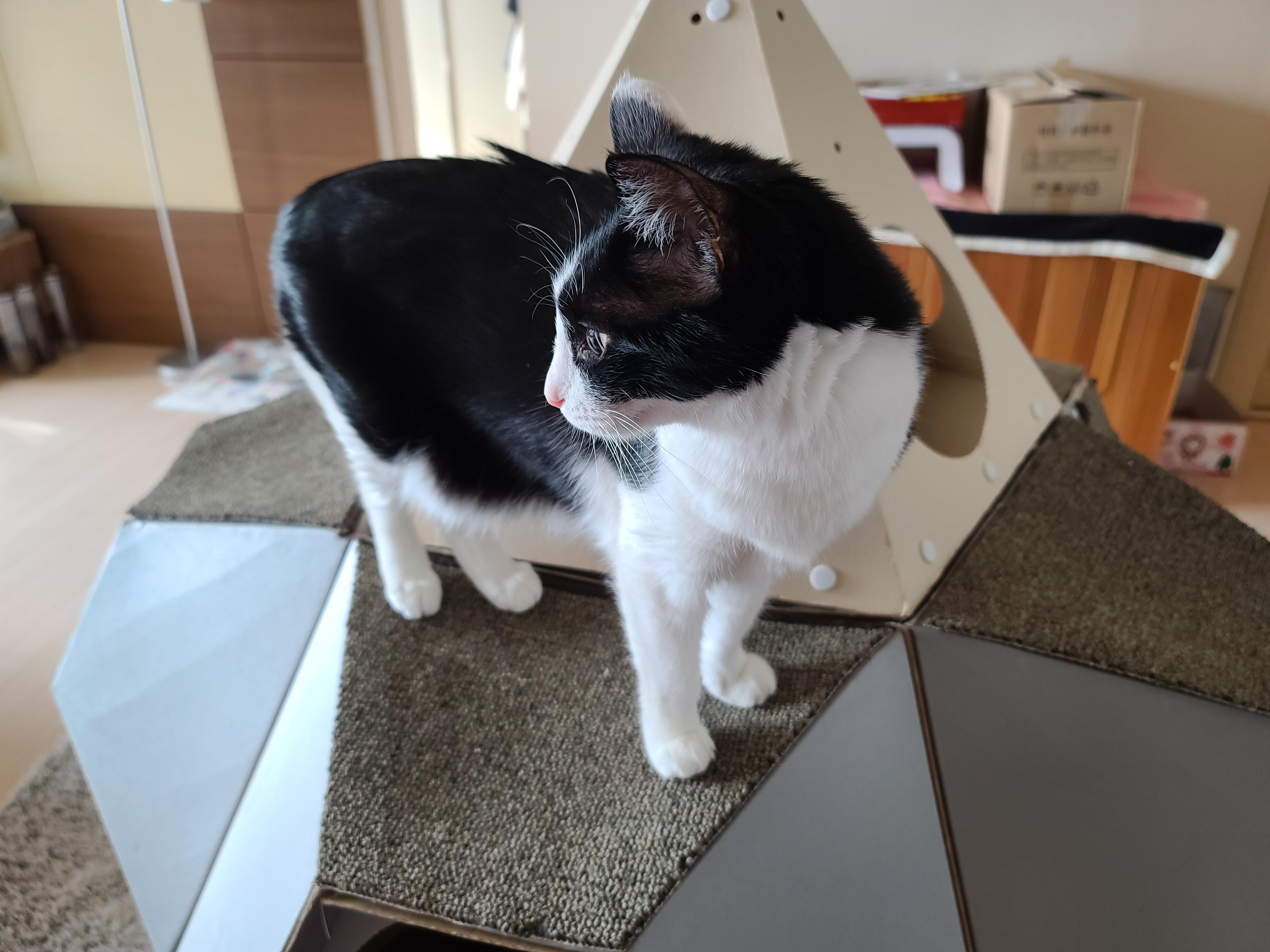 우리집 고양이들에게 전기장판은 선택이 아닌 필수! 보일러가 고장난 3일동안 아홉냥이들은...