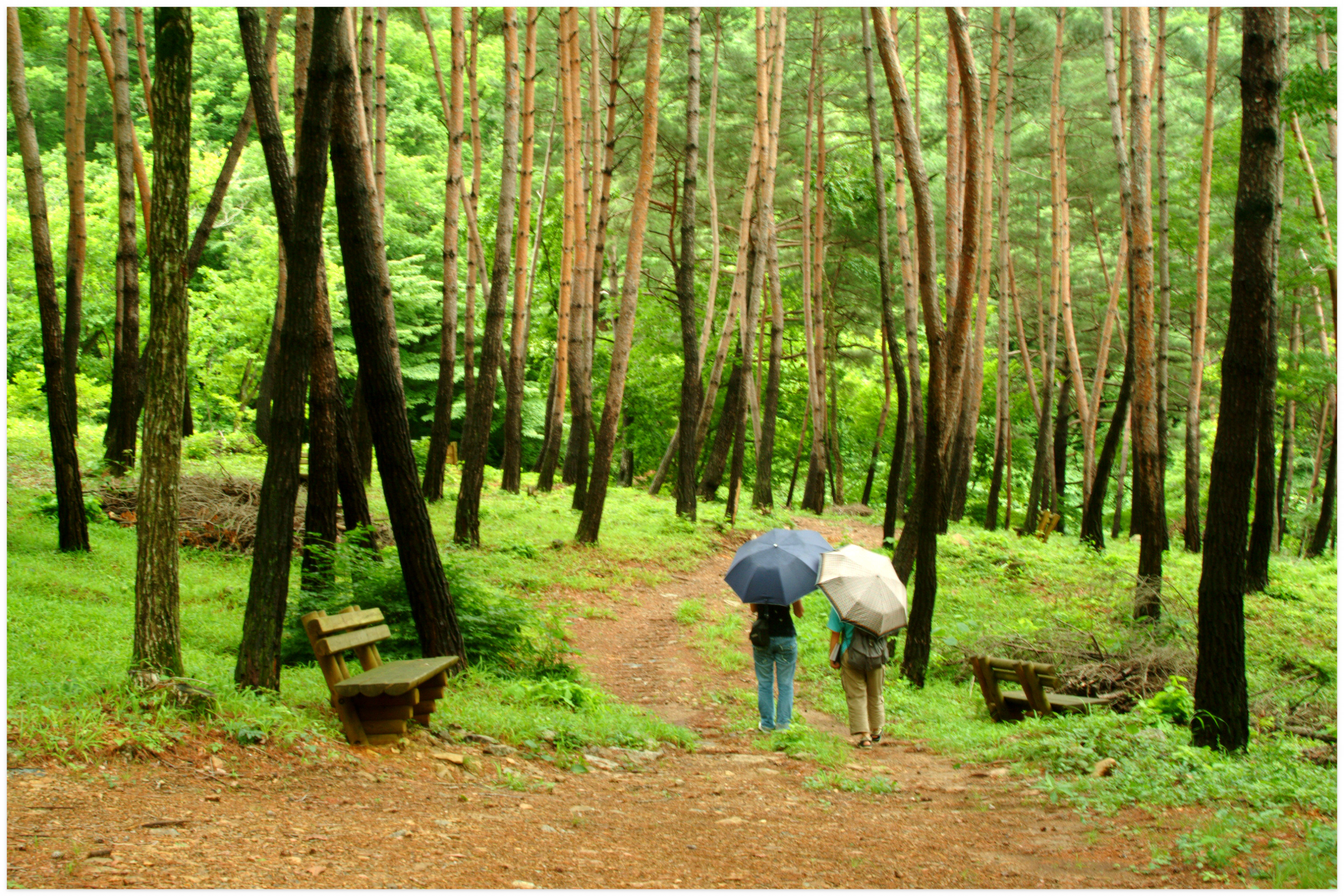 숲나들e-국립자연휴양림-성수기-추첨