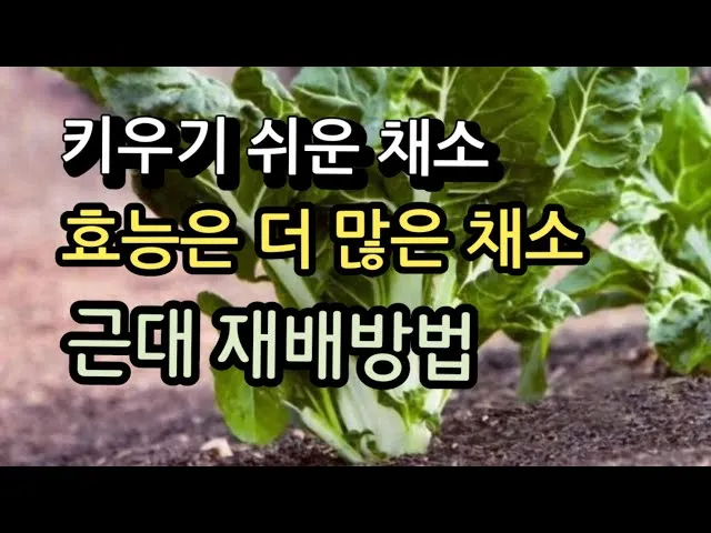 근대 재배 잎 따기 간격 유지 연속 수확_7