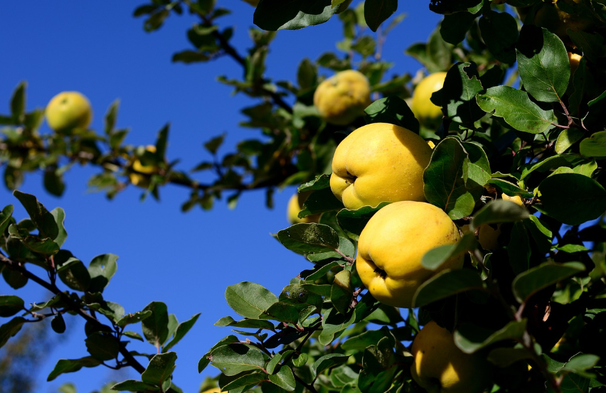 마르멜로부작용