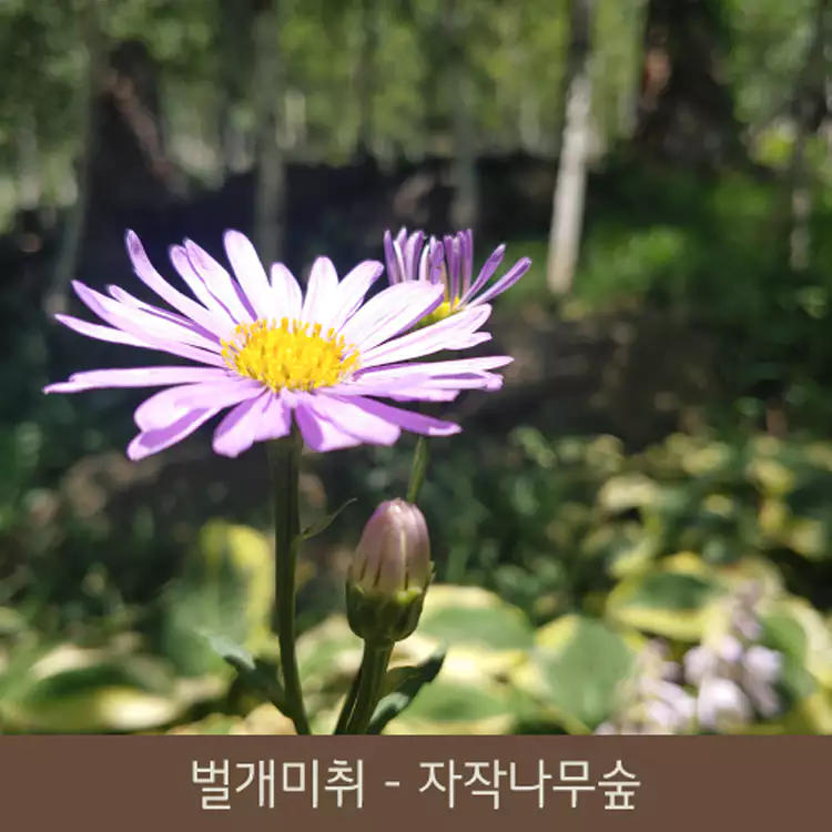화담숲-예약-꿀팁-홈페이지-예약방법-모노레일-사전예약-화담채-관람-가이드-2024-단풍축제-일정-설명-이미지