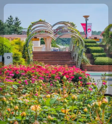 울산대공원 장미축제_2