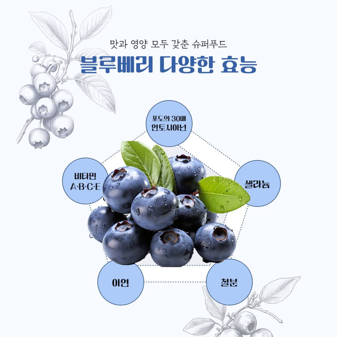 슈퍼푸드인 블루베리의 효능