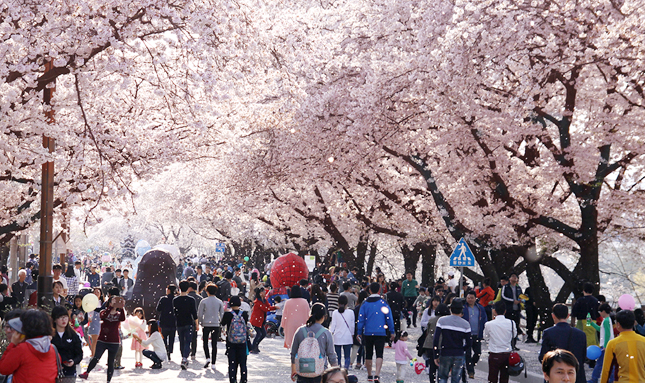 벚꽃축제사진