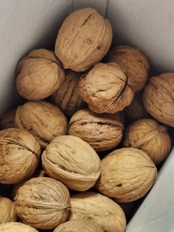 호두 효능 섭취량 칼로리_15