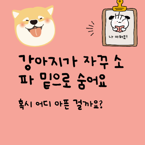 강아지가 자꾸 소파 밑으로 숨어요… 혹시 어디 아픈 걸까요?