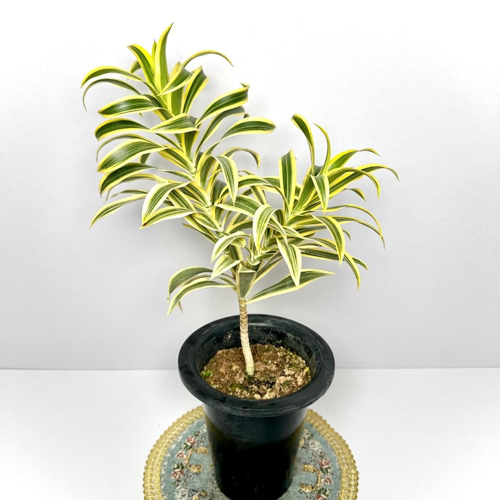 송오브인디아 키우기, 가지치기, 꽃말