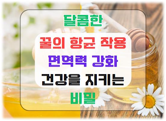 꿀의 항균 작용과 면역력 강화: 건강을 지키는 달콤한 비밀