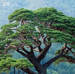 증산고_교목