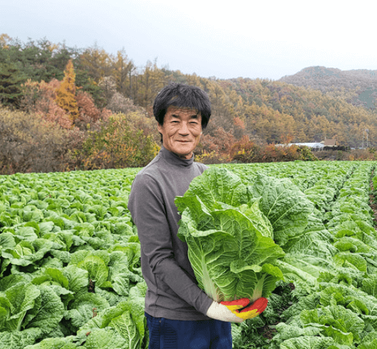 괴산 절임배추 20kg 사전예약 가격비교