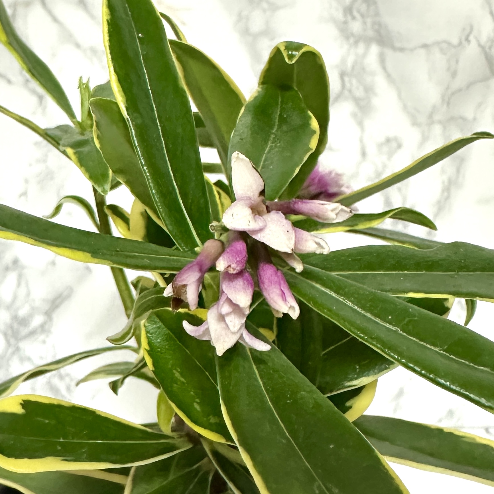 황금무늬 천리향 키우기