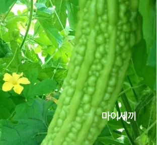 위 건강