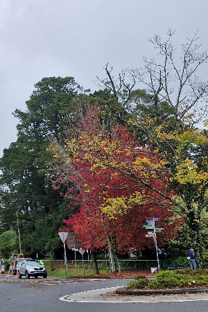 가을엔 여기로&amp;#39; 기차여행 
