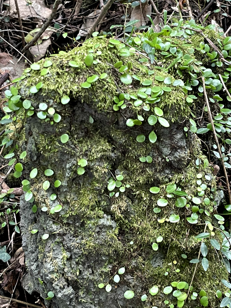 제주 곶자왈 도립공원