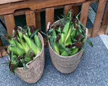 홍천 찰옥수수 축제 판매_4