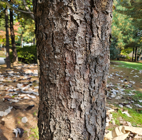 독일가문비 수피