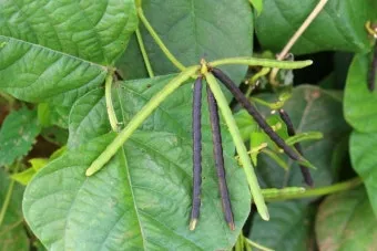 녹두 재배 직파 심기 병해 예방 수확 건조_3