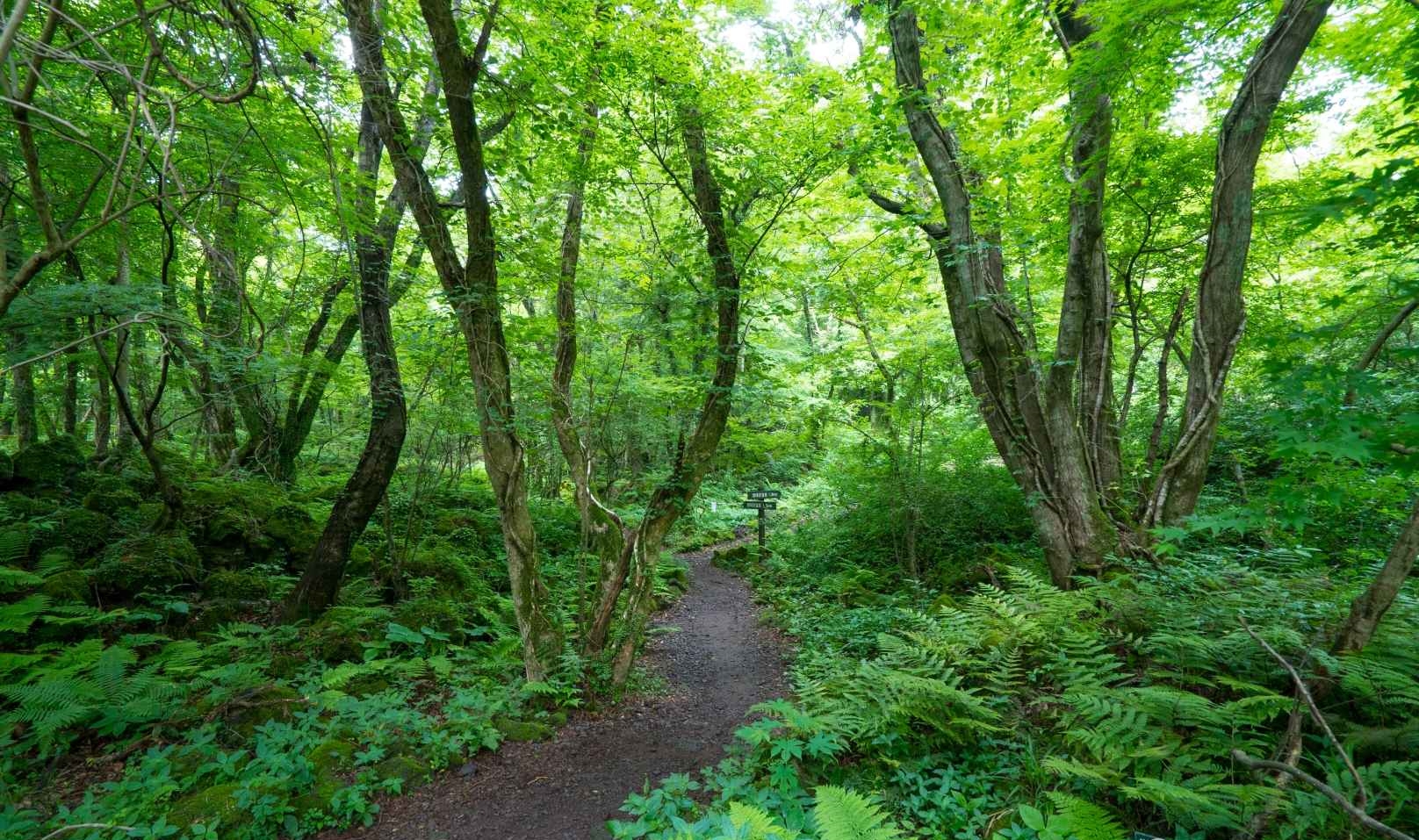 교래자연휴양림