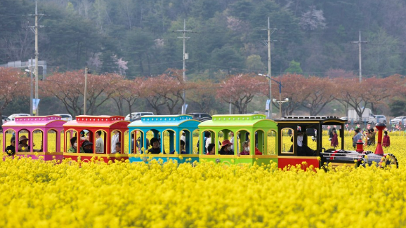 삼척 맹방유채꽃축제 기차놀이