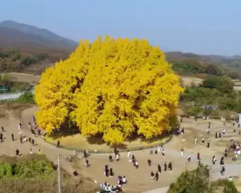 반계리 은행나무_5