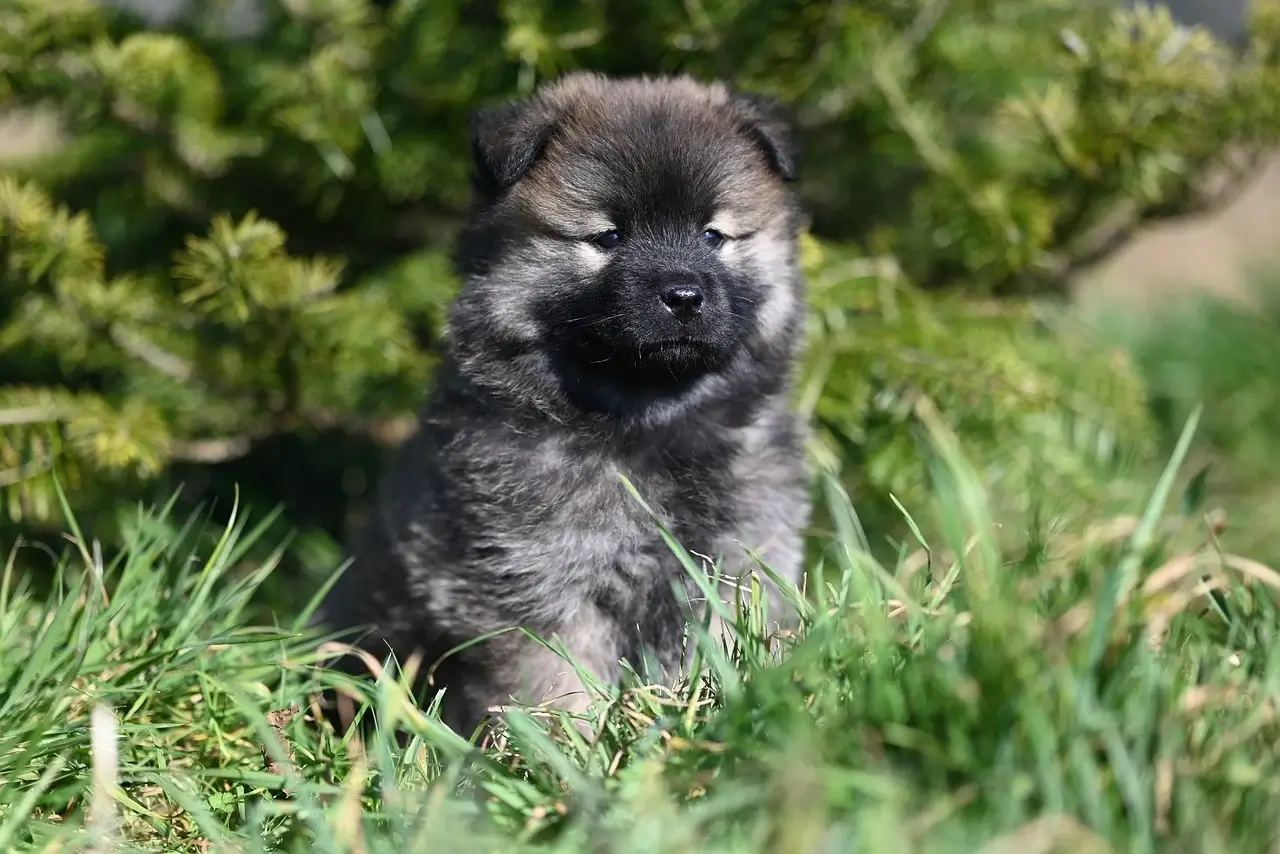 강아지 품종별 특성과 성격 총정리!!