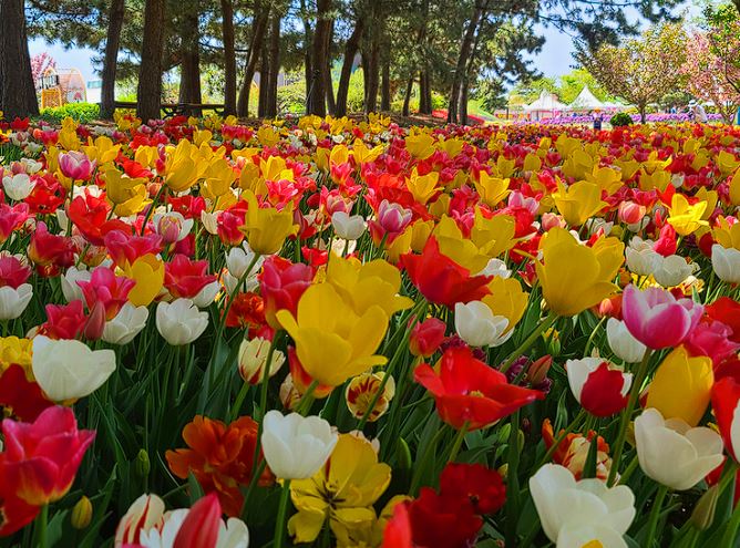 태안 튤립축제 기간&amp;#44; 입장료