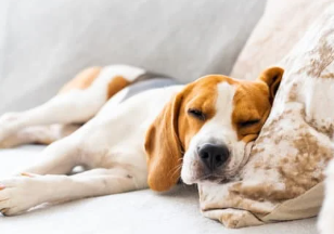 강아지 무기력? 에디슨병 증상 원인 및 치료법