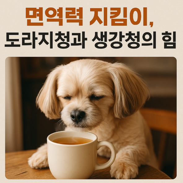 면역력 지킴이, 도라지청과 생강청의 힘